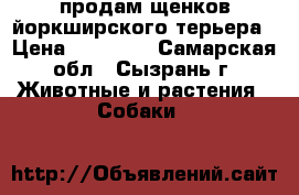 продам щенков йоркширского терьера › Цена ­ 20 000 - Самарская обл., Сызрань г. Животные и растения » Собаки   